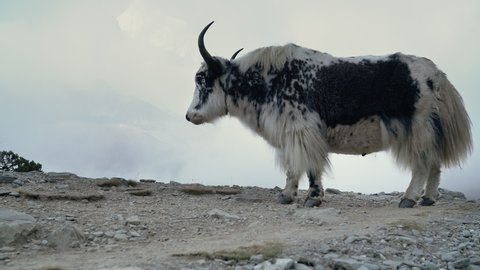 4K Himalayan yak standing on rocky surface and slowly chewing turning head with antlers. Variety of fauna concept.