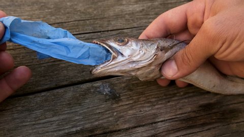 MAn remove plastic from Cod fish mouth dead eating disposal medical glove garbage waste,animal ecosystem pollution after covid disease