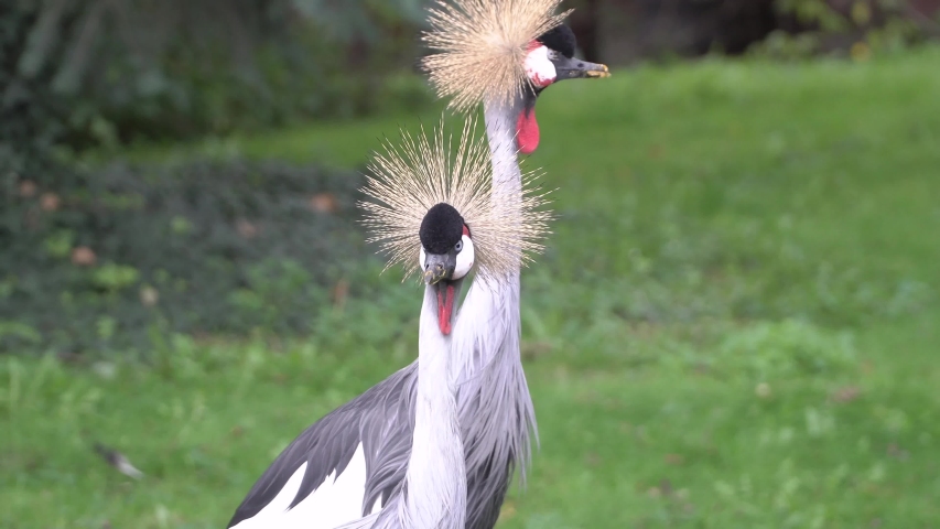 A close up of a bird