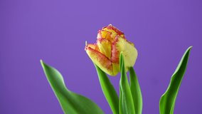 Tulip. Timelapse of bright yellow red colorful tulip flower blooming on purple or violet background. Time lapse tulip bunch of spring flowers opening, close-up. Holiday bouquet. 4K video