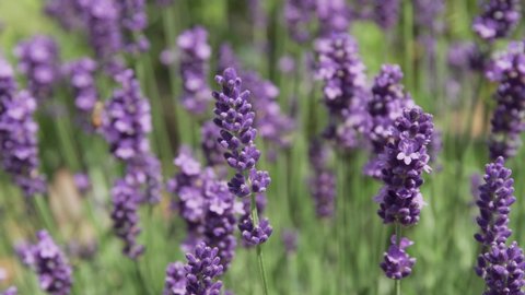 Close up of Lavender plant with flowers in bloom. Lavandula angustifolia. Outdoor, sunny day. Real time video
