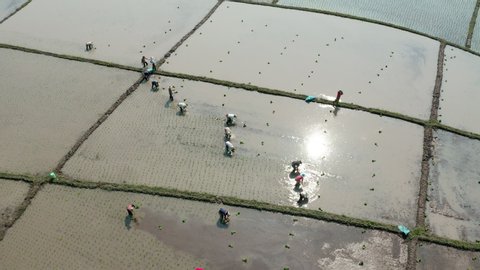 Aerial shot of group of traditional asian farmer planting rice on a beautiful field filled with water, sun reflection on water surface. People work farming profession rural villager. Flying around.