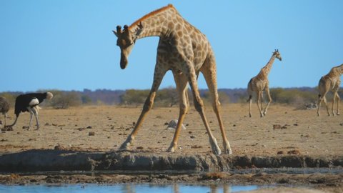 Giraffe bends down to drink water then slips in mud, gets afraid, and stands up startled.
