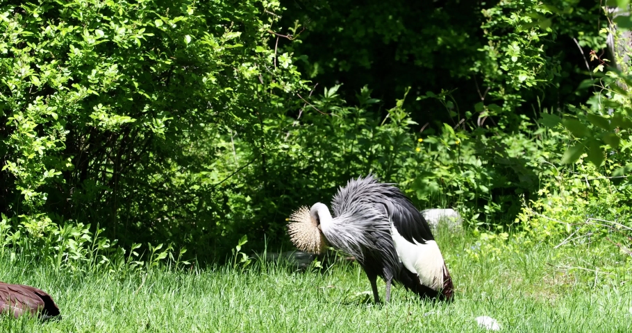 The Black Crowned Crane, Balearica pavonina is a bird in the crane family Gruidae.