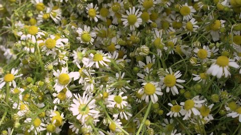 small daisy flowers close uP