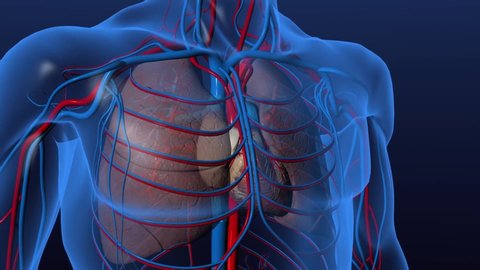 Heart and veins work animation