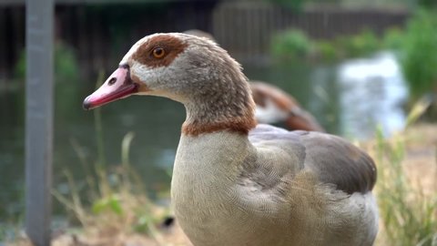 Beautiful Egyptian Goose in a rainy day on the side of The River Lea in Bow, London
