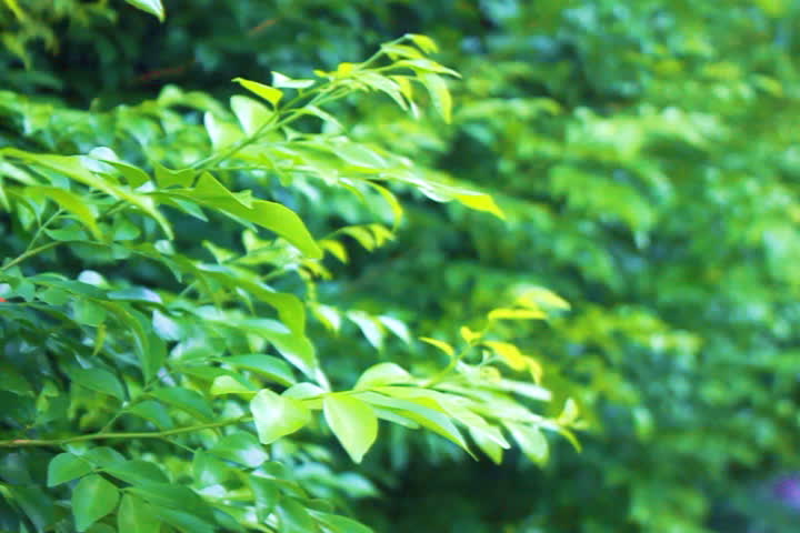 The trees are swaying with the soft wind.