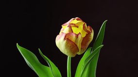 Tulip. Time lapse of bright yellow and red colorful tulip flower with water drops blooming on dark claret bordeaux background. Holiday bouquet. 4K video