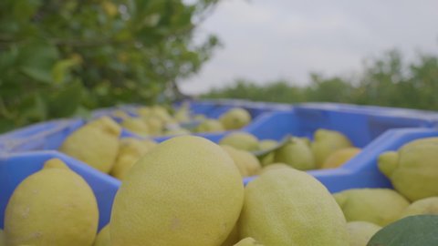 Boxes full of freshly picked organic lemons from a lemon farm while an unfocused farmer walks by in the background.