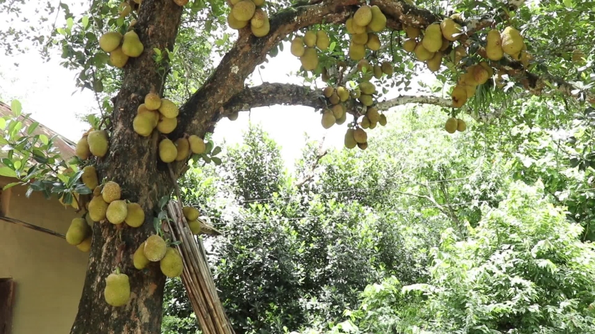 Jackfruit tree and young jackfruit | Shutterstock HD Video #1054092407