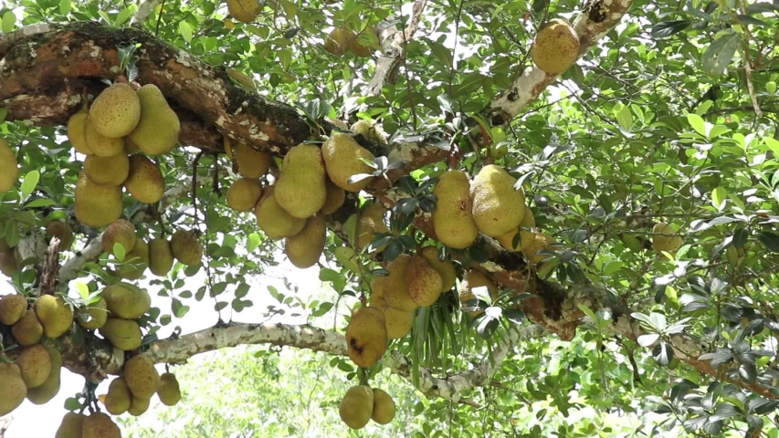 Jackfruit tree and young jackfruit | Shutterstock HD Video #1054092410