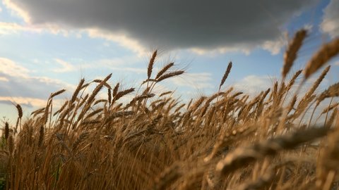 Close-up Wheat Ears. Dried Yellow Crop Field. Evening Blue Cloudy Sky Sunlight
