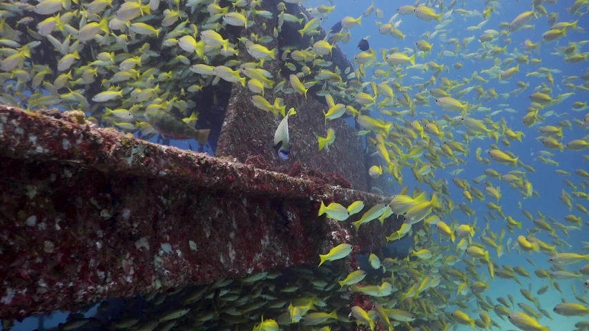 School of Yellow Tail Snapper swimming around a single Emperor Angelfish on the outside of a shipwreck in Phuket, Thailand | Shutterstock HD Video #1054096553