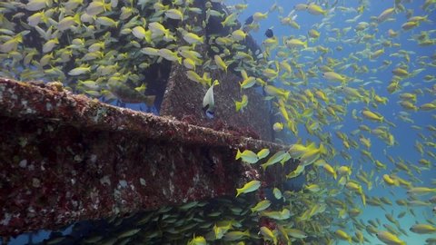 School of Yellow Tail Snapper swimming around a single Emperor Angelfish on the outside of a shipwreck in Phuket, Thailand
