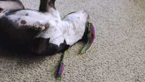 Boston Terrier Dog Rolling on Living Room Floor with Toy