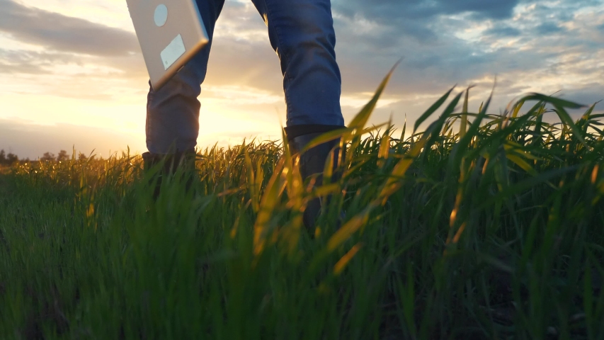 agriculture. smart farming technology. close-up of farmer walk feet in boots with digital tablet walk on green field of grass wheat at sunset. farmer walk agriculture concept Royalty-Free Stock Footage #1054100645