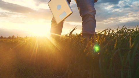 agriculture. smart farming technology. close-up of farmer walk feet in boots with digital tablet walk on green field of grass wheat at sunset. farmer walk agriculture concept