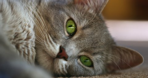 A cute adult short-haired gray house cat with bright green eyes, lying peacefully on the carpet, looking at the camera and squinting. Pleased and lazy mood. Close up footage.
