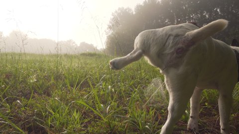 Dog Pees On Dome Spiderweb in Country Field, Dewy Morning