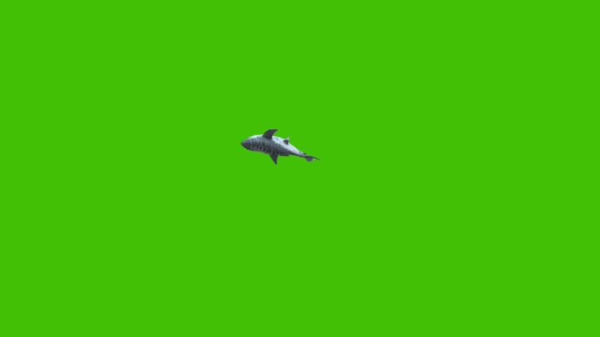 Megalodon Green Screen 4K Front 3D Rendering Animation