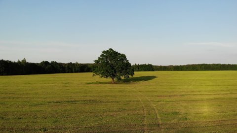 Aerial shot, top view, drone flight to green oak tree in the country side yellow field on the background, zoom in, belarus, summer sunny day, landscape