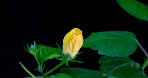 Slow motion, yellow hibiscus flower blossoms on black background, Chinese rose, two videos, macro