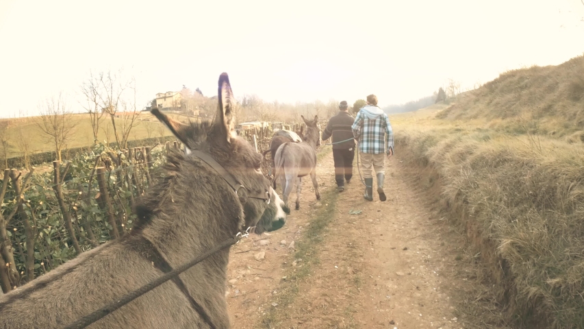 Animal therapy with donkeys on a cultivating field, walking with mules on nature. 4k	