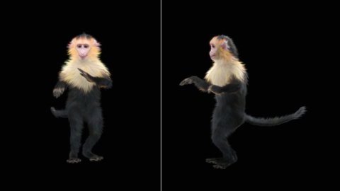 White-headed Capuchin, black monkey, monkeys Dance CG fur 3d rendering animal realistic CGI VFX Animation Loop  composition 3d mapping cartoon, Included in the end of the clip with Alpha matte.