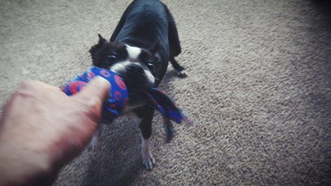 Stylized Home Video of Boston Terrier Dog Playing Tug of War
