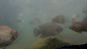 Underwater video footage of a huge flock of marine the carp fish in the green water