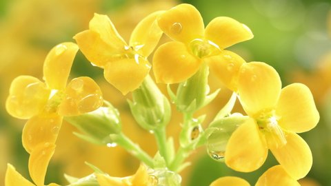 Closeup shot of the blooming yellow Kalanchoe flower, taken with a macro lens in UHD