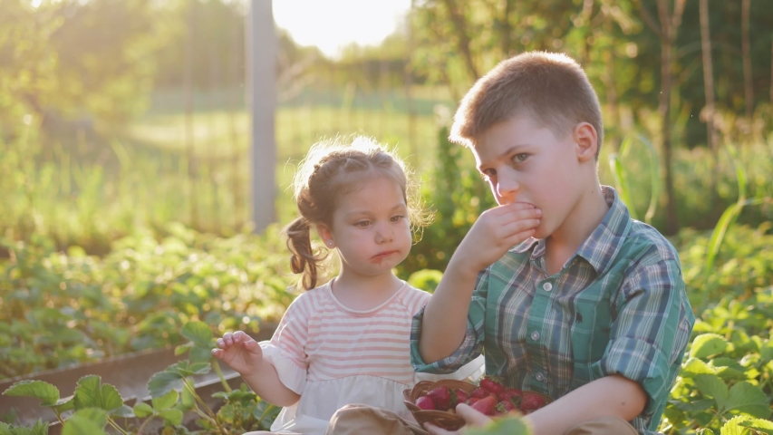 Two adorable little friends eating healthy organic food, fresh strawberry on plantation in summer Royalty-Free Stock Footage #1054119515