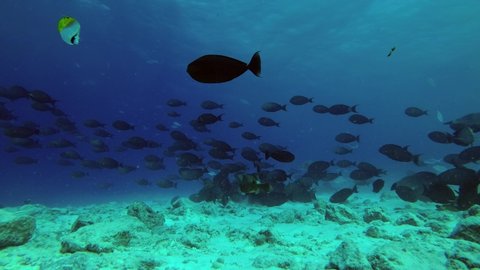 Big school of Yellowfin Surgeonfish - Acanthurus xanthopterus swim over reef, Indian Ocean, Maldives, Asia