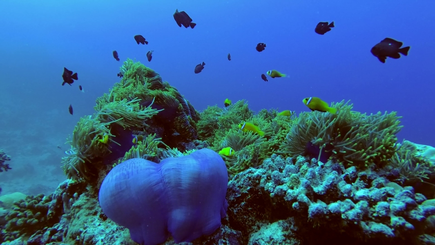 schools of Maldive anemonefish - Amphiprion nigripes and Domino Damsel - Dascyllus trimaculatus swims over big beautiful anemone, Indian Ocean, Maldives, Asia