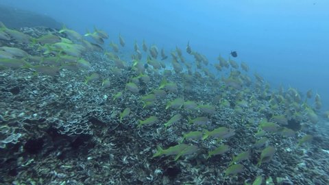 Large school of yellow Goatfish slowly swim in the blue water over corals bottom. Yellowfin Goatfish - Mulloidichthys vanicolensis, Bali, Oceania, Indonesia