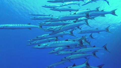 School of Barracudas swim in the blue water on diving boat background. Blackfin barracuda - Sphyraena jelio, Low-angle shot, Underwater shots