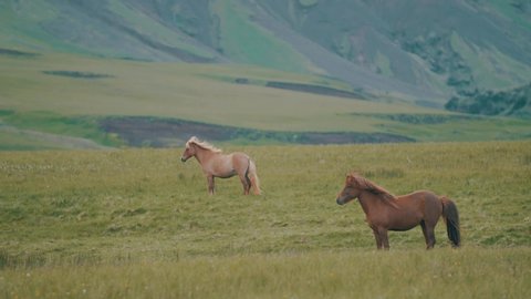 Slow motion shot of two Icelandic horses standing peacefully on an open field in Iceland