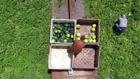 Farm workers picking Watermelons in a field, throwing them to the hands o f a sorting worker standing in the back of a Tractor trailer, Aerial view.
