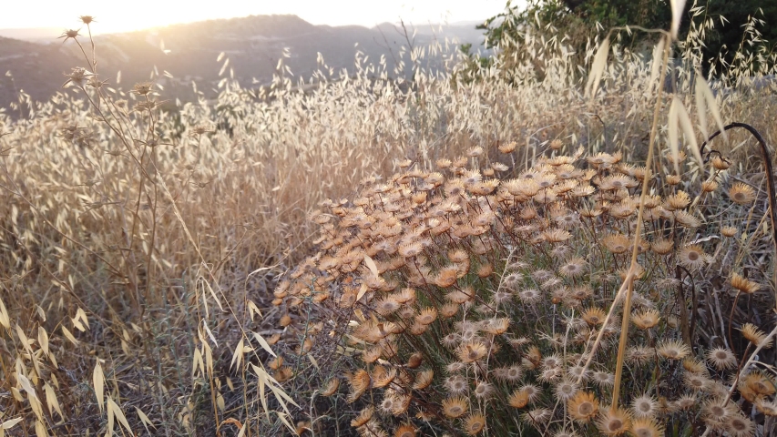 Dry wild grasses in the foreground in focus on the background of sunset and mountains out of focus