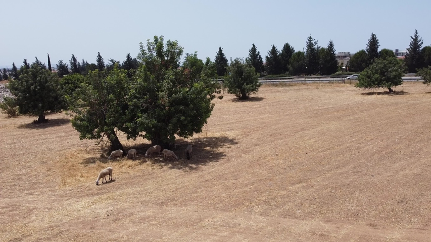 Grazing sheep walking on the beveled field and hiding in the shade of a tree near the highway road