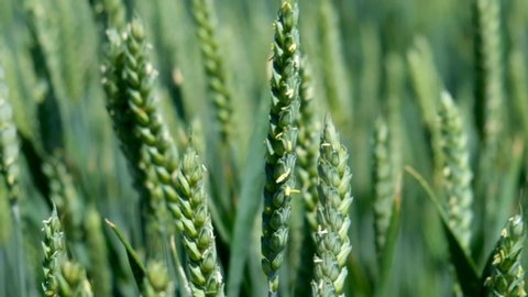 Ripening ears of meadow wheat field. Rich harvest Concept. Slow motion Wheat field. Ears of green wheat close up. Beautiful Nature, Rural Scenery. 
