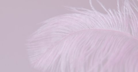 Pink ostrich feather on pink background. Macro. Close up. Selective and blurred focus. Abstraction, texture.