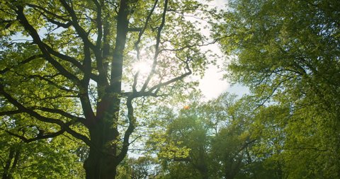 Oak tree in forest and sun shining between branches and green leaves
