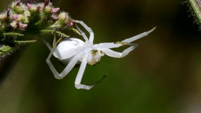 Crab Spider on a flower. His Latin name is Misumena vatia.