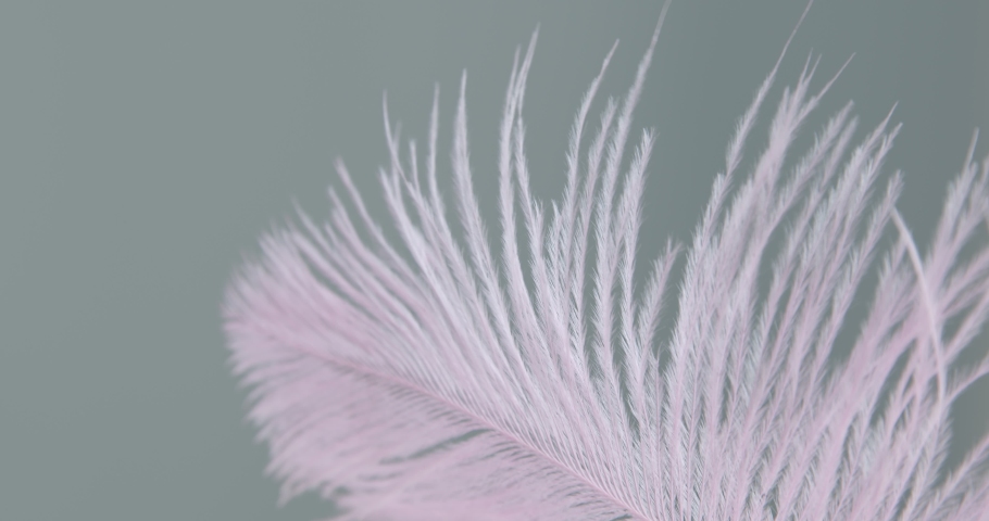 Soft feather. Soft feather
