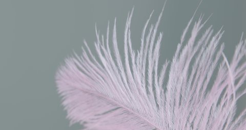 Pink ostrich feather background. Macro. Close up. Selective and blurred focus. Abstraction, texture. Feather swaying in wind.