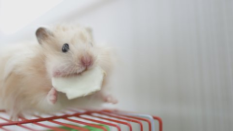 A hamster nibbles a cabbage leaf and funnyly hides it on the cheek