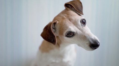 A dog Jack Russell terrier looking to the camera shaking head curious eyes. interested following with attention. Video footage pet theme. indoors home blue background blue. Shallow depth of field DSLR