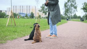 A woman is teaching dogs to stand on hind legs. Dogs stand tall to follow the treat. A woman is enjoying time along with the dogs in a green park.